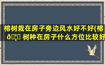 榕树栽在房子旁边风水好不好(榕 🦄 树种在房子什么方位比较好)
